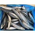 New Arrival Frozen Pacific Mackerel For Thailand Market